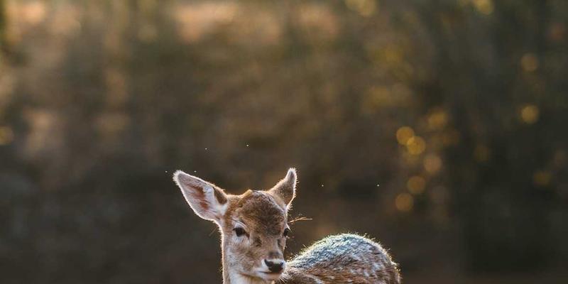 脉冲功率技术：从电磁弹射到可控核聚变，高能电磁设备的工程挑战与齐鲁大地的创新实践