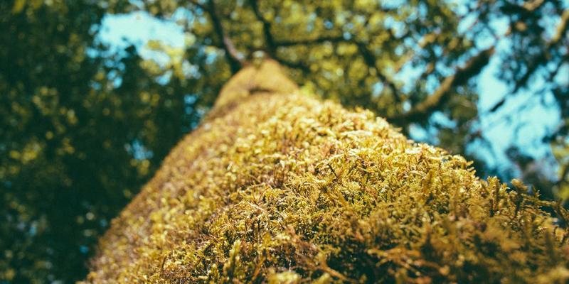 超导电磁推进：揭秘下一代磁悬浮列车与无轴船舶的自动化心脏